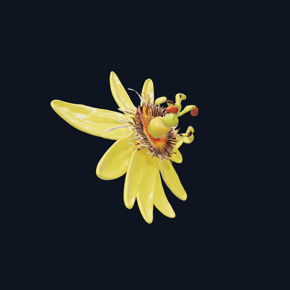 Vibrant Passionflower D Model Pack